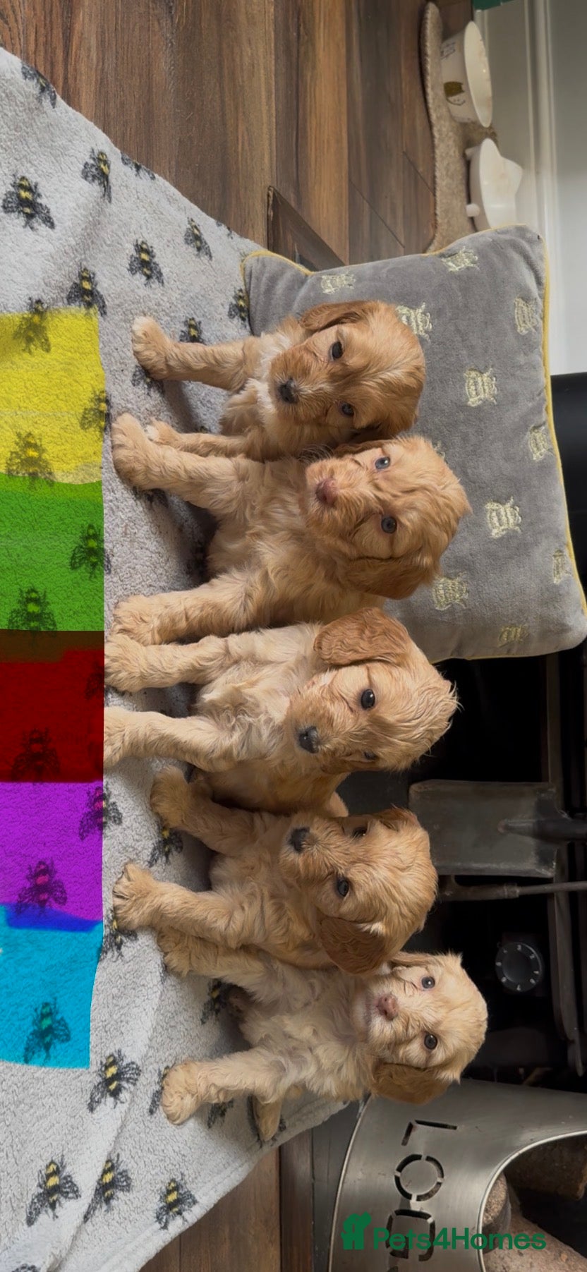 Cockapoo dogs ”Reduced-£850” Last Gorgeous cockapoo boy left! - Advert 2