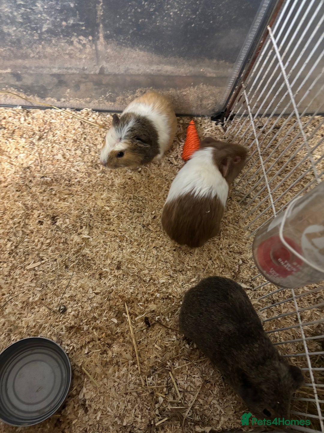 Guinea Pig rodents for sale: Beautiful baby female guinea pigs  - Advert 3