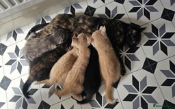 Domestic Shorthair cats for sale: 6 Kittens for sale 😻 - Image 7