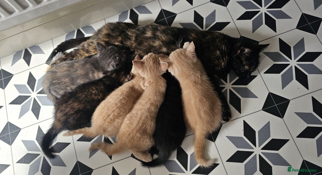 Domestic Shorthair cats for sale: 6 Kittens for sale 😻 - Image 7
