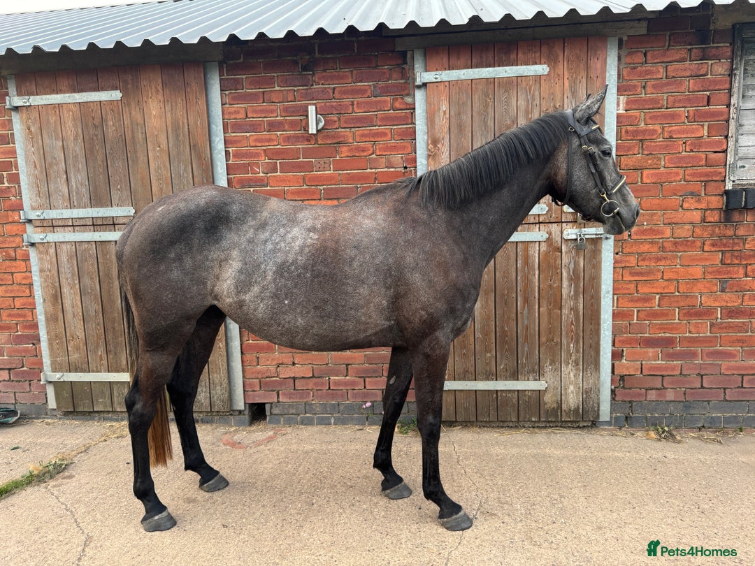 Irish Sports horses for sale: Beautiful, Kind Willing 4yo ISH by HSF CANTURO LUI - Image 2