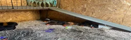 Guinea Pig rodents for sale: Male and female guinea pigs available  in High Wycombe - Advert 4