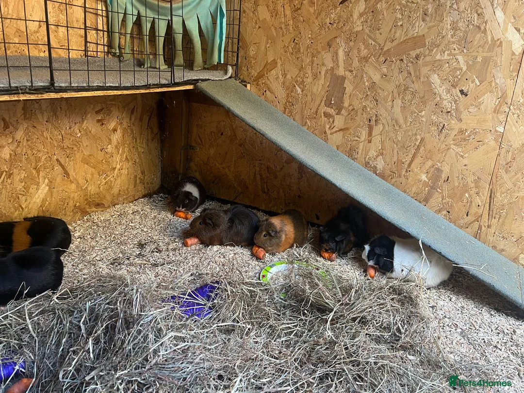 Guinea Pig rodents for sale: Male and female guinea pigs available  in High Wycombe - Advert 4