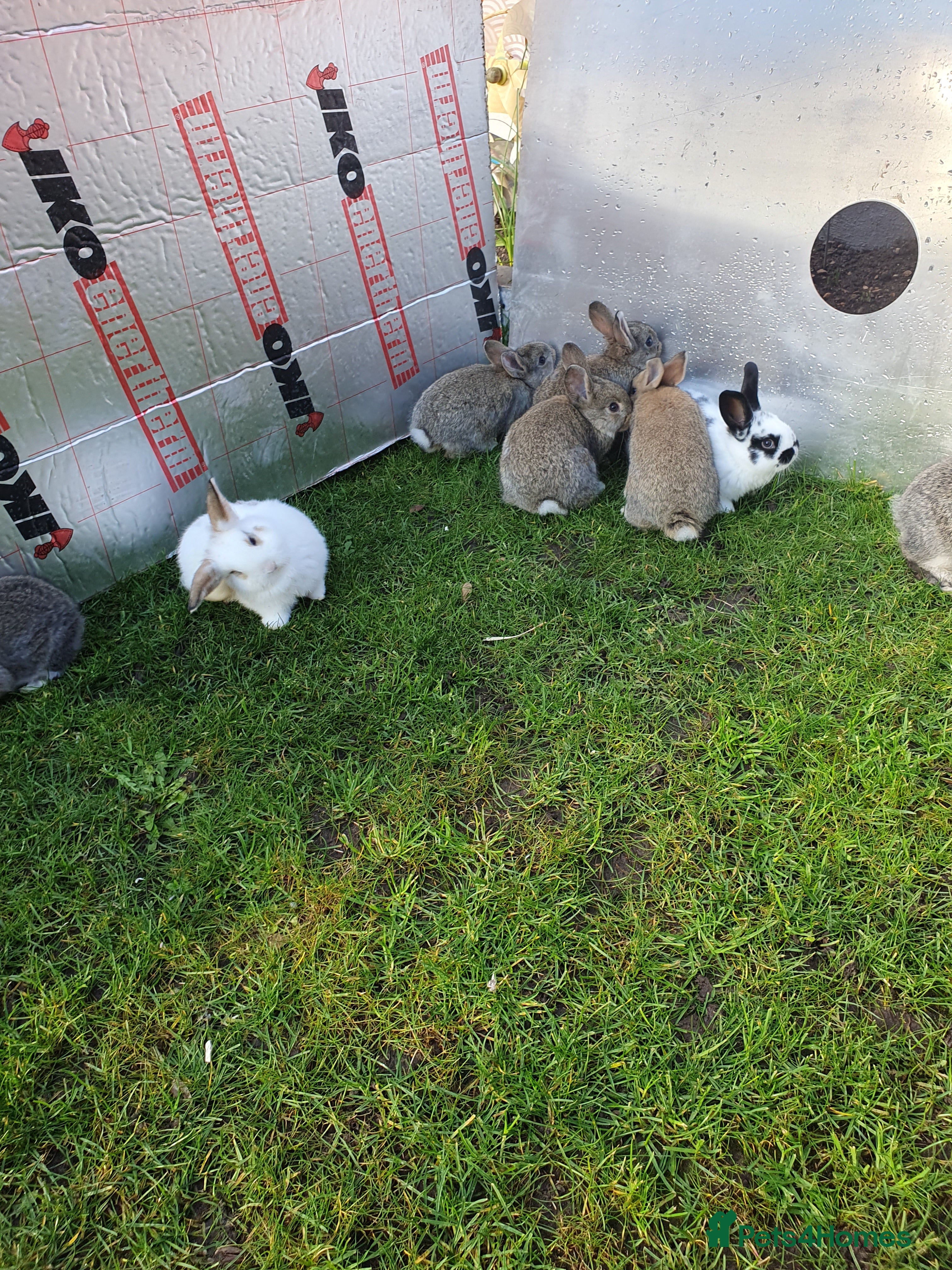 Mixed Breed rabbits Rabbits for sale  - Advert 1
