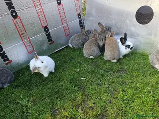Mixed Breed rabbits Rabbits for sale - Advert 18