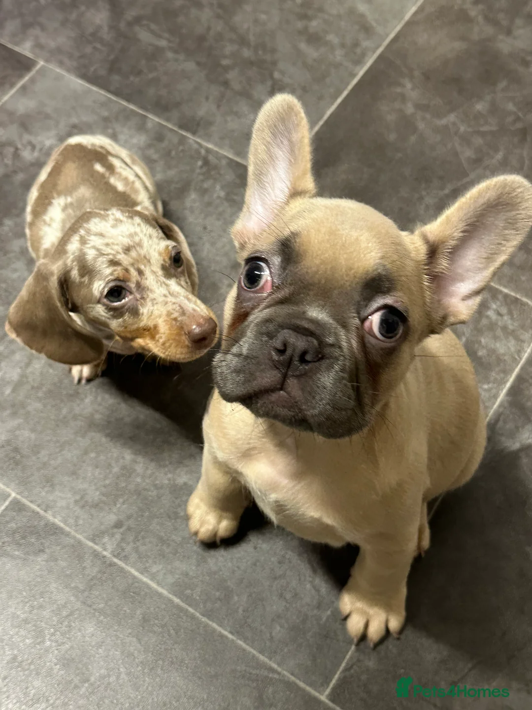 French Bulldog dogs for sale: KC registered French bulldog  - Advert 5
