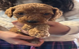 Cockapoo dogs for sale: F1bb mini cockapoo puppies  - Image 19