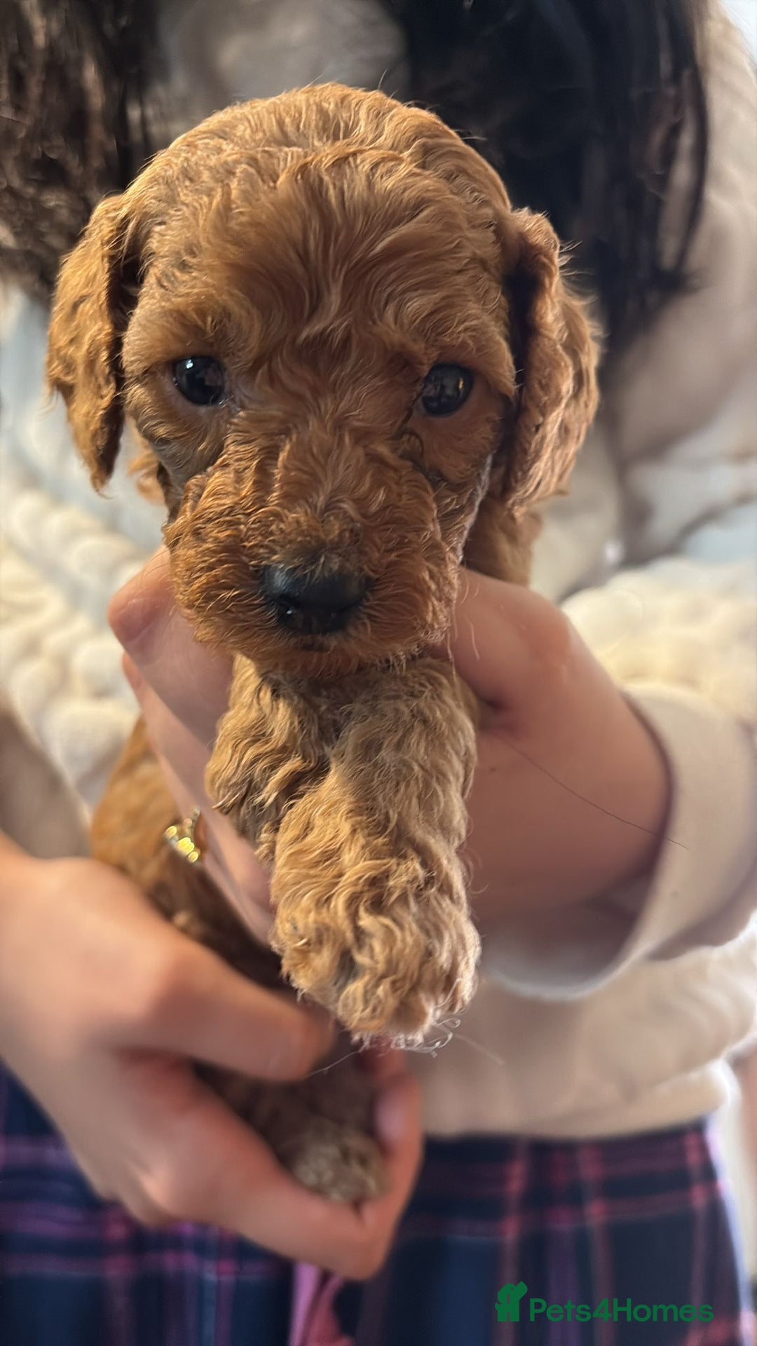 Cockapoo dogs for sale: F1bb mini cockapoo puppies  - Image 19