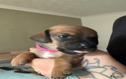 Mixed Breed dogs for sale: 🐾🤎 Adorable Dachshund Cross Puppies  - Image 8