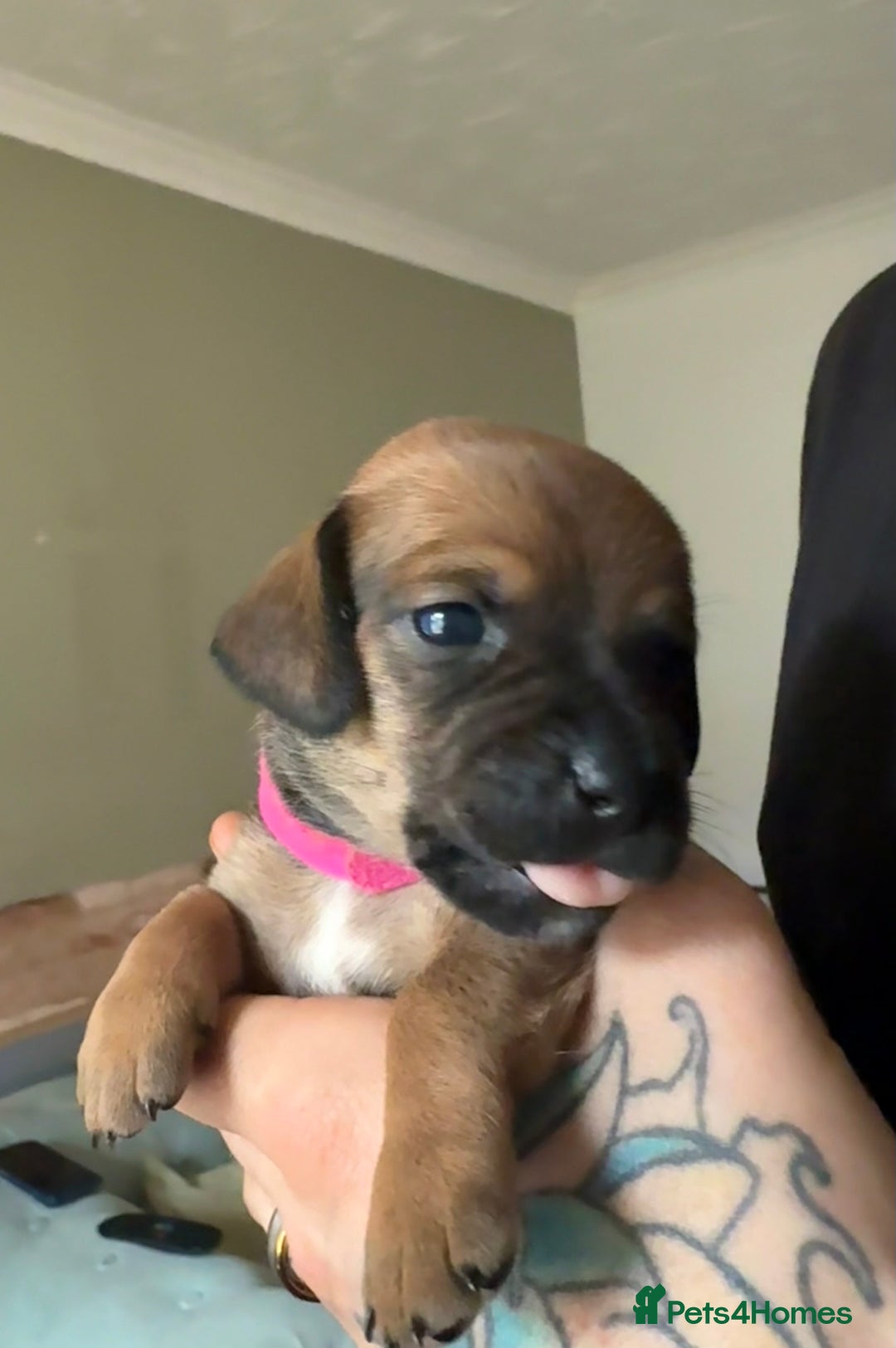 Mixed Breed dogs for sale: 🐾🤎 Adorable Dachshund Cross Puppies  - Image 8