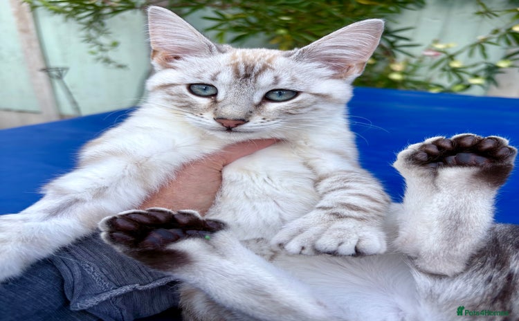 Keetso cats - Advert 2