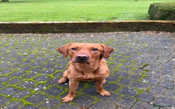 Labrador Retriever dogs for stud: Working KC reg Fox Red Labrador Retriever For Stud in Chelmsford - Image 5