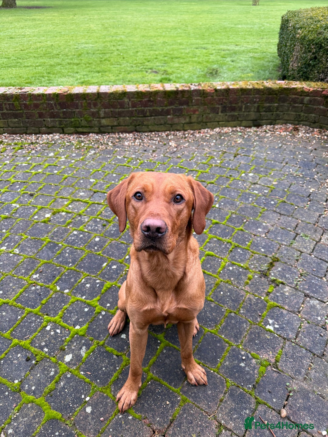 Labrador Retriever dogs for stud: Working KC reg Fox Red Labrador Retriever For Stud in Chelmsford - Image 5