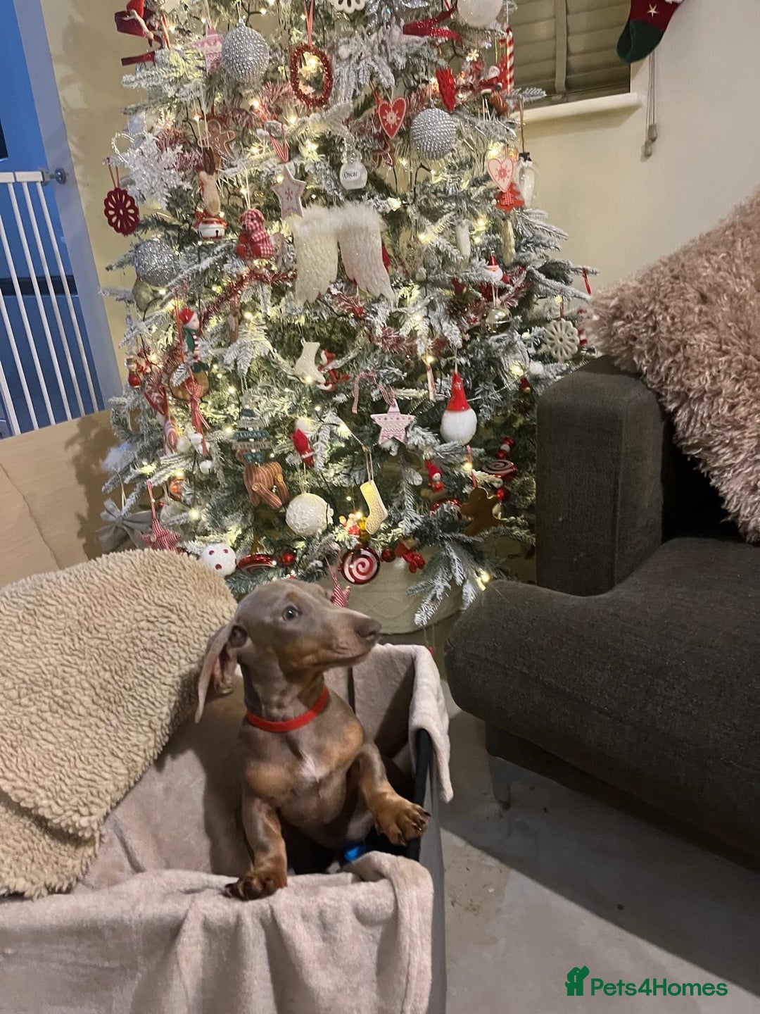 Dachshund dogs for sale: 🏡🐾 Isabella Dachshund Puppies - Ready Now 🐾🏡 - Advert 8