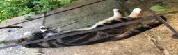 Mixed Breed cats for sale: Little darlings looking for loving homes - Advert 2