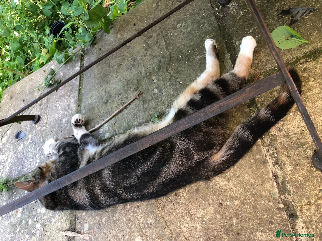 Mixed Breed cats for sale: Little darlings looking for loving homes - Advert 2