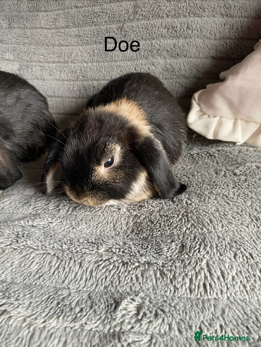 Mini Lop rabbits for sale: Mini lops bucks and does - Advert 8