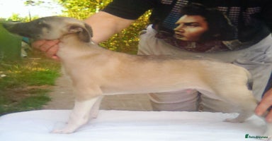 Whippet dogs - Advert 14