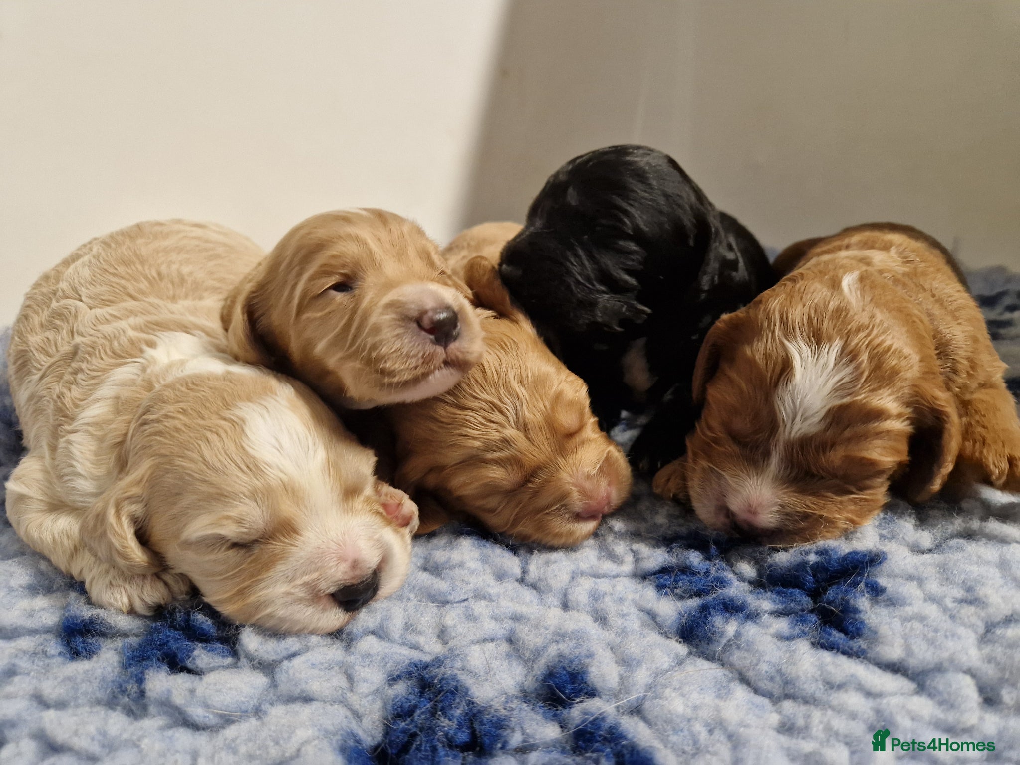 Cockapoo dogs STUNNING RARE COLOUR F1 TOY COCKAPOOS  - Advert 14