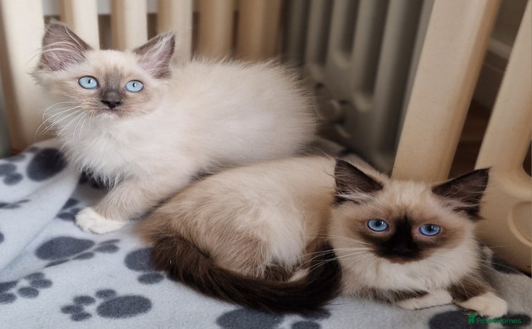 Ragdoll cats - Advert 10