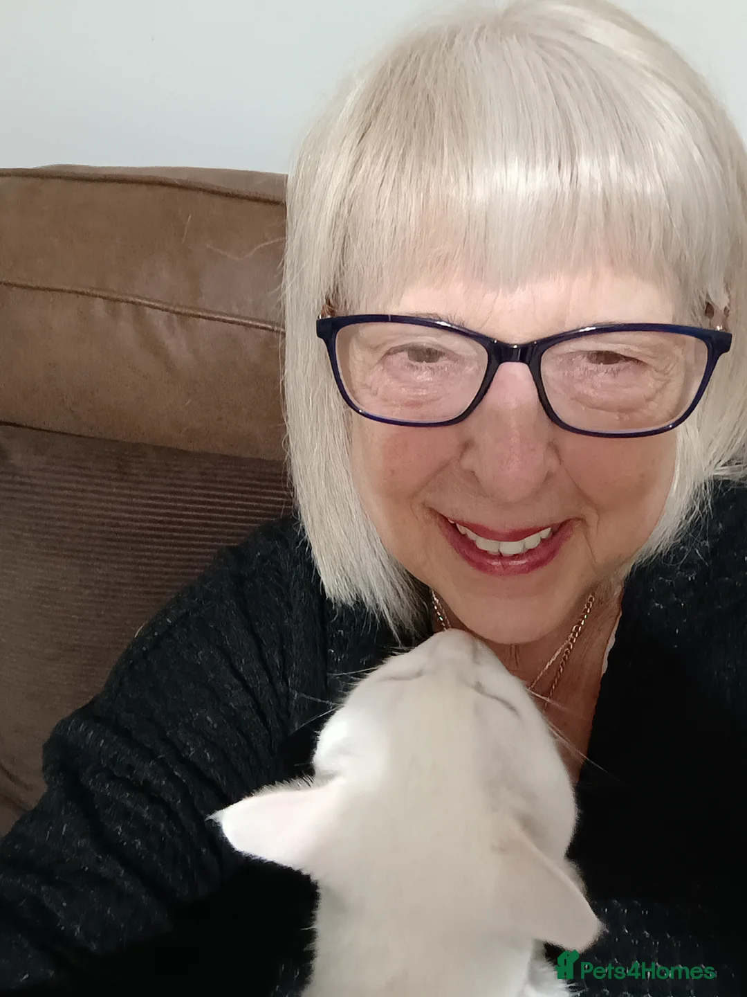 British Shorthair cats for sale: Bella 3 yr old female white cat in Southsea - Advert 2