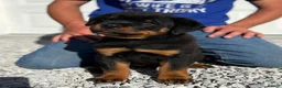 Rottweiler dogs for sale: 💯Oustanding big chunky M/F💯Ready in a few💋💋 in Buxton - Advert 3