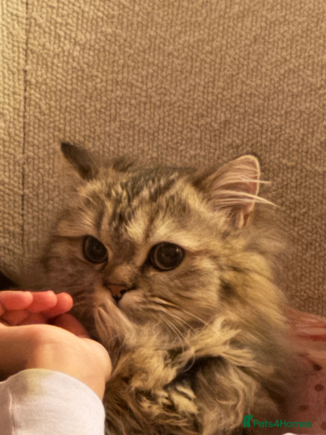 British Longhair cats for sale: British Longhair mum + 5 kittens (available soon) in Stanmore - Advert 2