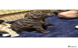 Sproodle dogs for sale: 2nd generation 1/4springer 3/4poodle - Image 5