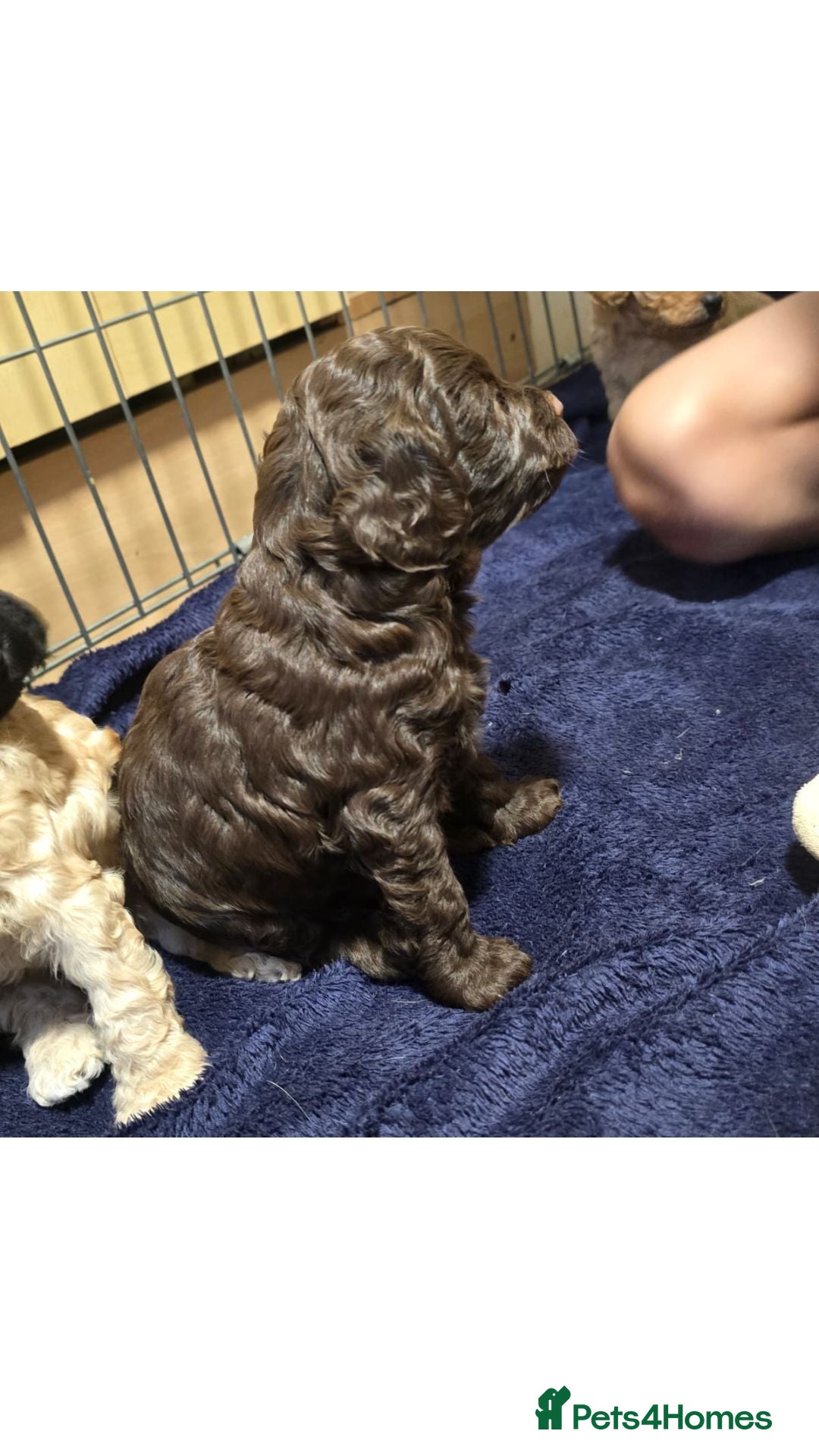 Sproodle dogs for sale: 2nd generation 1/4springer 3/4poodle - Image 5
