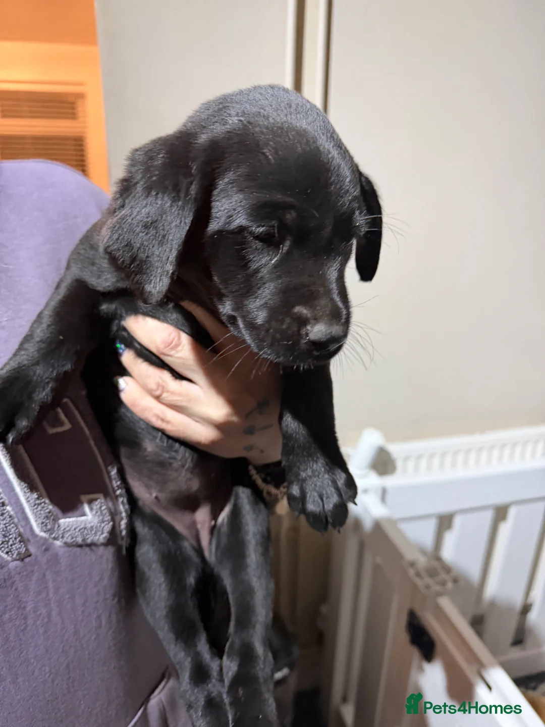 Labrador Retriever dogs for sale: Gorgeous Working Labrador Puppies - Advert 2