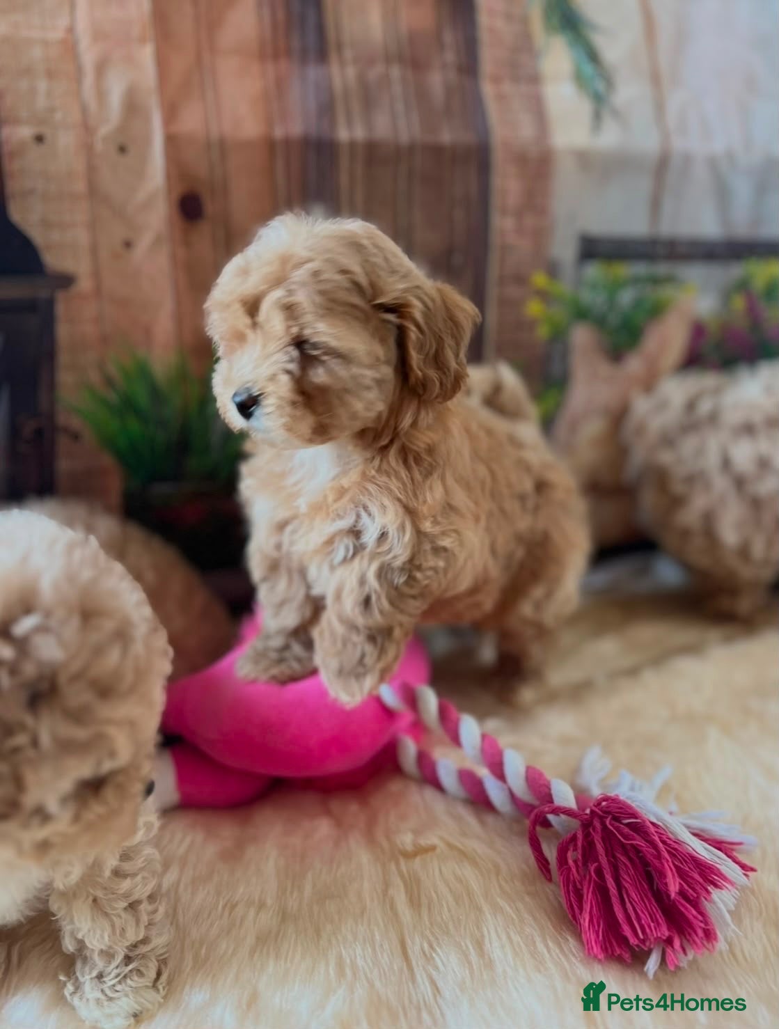 Maltipoo dogs Beautiful maltipoo puppies - Advert 2
