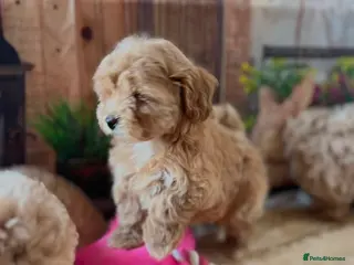 Maltipoo dogs Beautiful maltipoo puppies - Advert 3