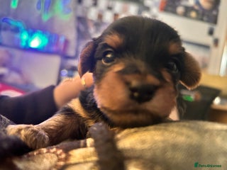 Yorkshire Terrier dogs Yorkshire pups in Hayes - Advert 4