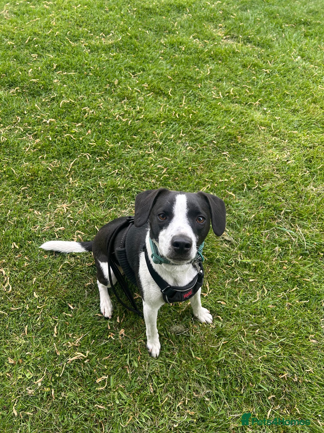 Mixed Breed dogs for sale: 2 year old Male - Jack Russel cross Beagle - Advert 3