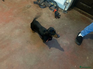 Dachshund dogs Female dachshund dog - Advert 1