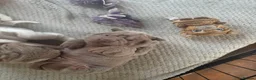 Shar Pei dogs for sale: Stunning rare Shar-Pei puppies  - Advert 15