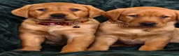 Labrador Retriever dogs for sale: ⭐⭐7 Beautiful Fox Red Labrador Pups Ready Soon!⭐⭐️ - Advert 12