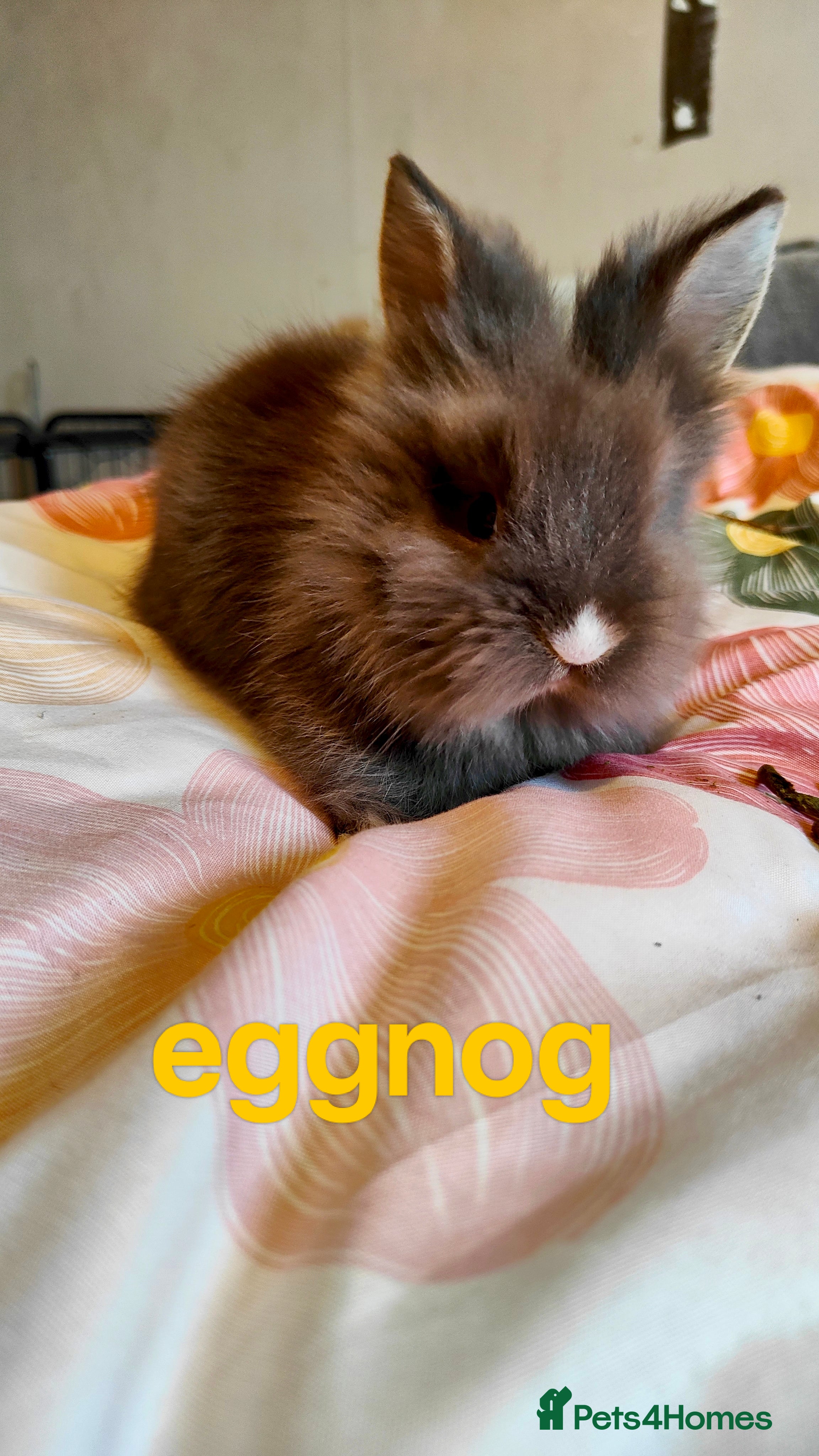 Lionhead rabbits Pedigree Lionhead 2 Baby rabbits left - Advert 2