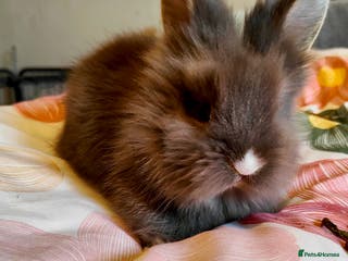 Lionhead rabbits Pedigree Lionhead 2 Baby rabbits left - Advert 8