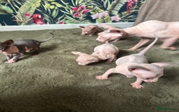Sphynx cats for sale:  6 Beautiful Sphynx Kittens Ready Soon – 5★ - Image 40