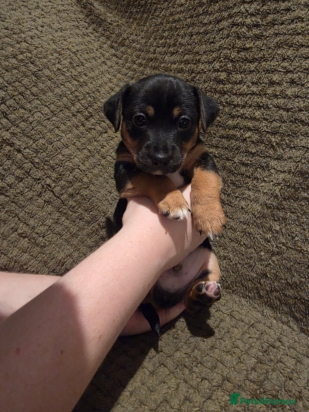 Jack Russell dogs for sale: Gorgeous Chunky Jack Russell Pups for sale - Advert 26