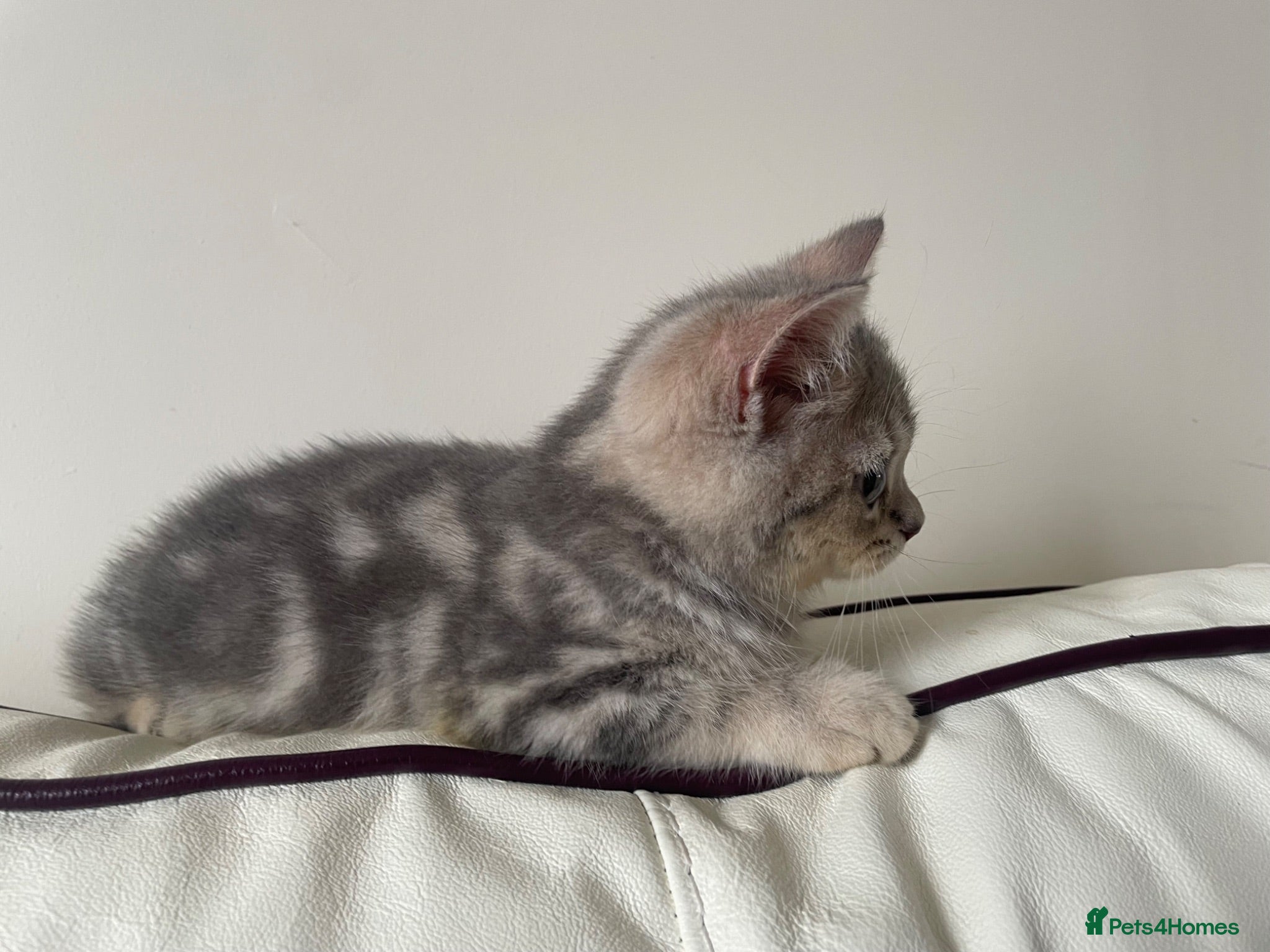 British Shorthair cats British Blue Shorthair Silver Tabby kittens - Advert 2