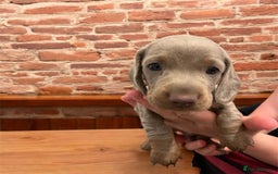 Miniature Dachshund dogs for sale: Miniature Dachshunds  - Image 10