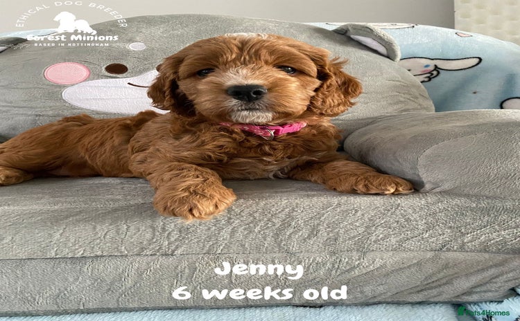 Cockapoo dogs Extensively Tested F1 Cockapoos - Advert 2