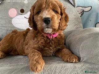 Cockapoo dogs Extensively Tested F1 Cockapoos - Advert 6