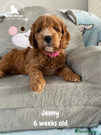 Cockapoo dogs Extensively Tested F1 Cockapoos - Advert 2