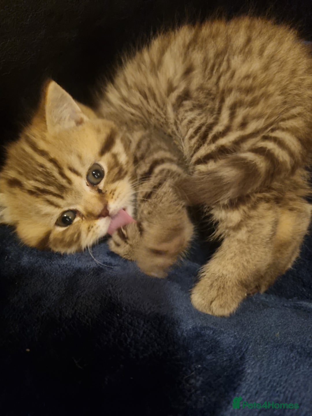 British Shorthair cats for sale: GCCF Purebred BSH kittens - Advert 5