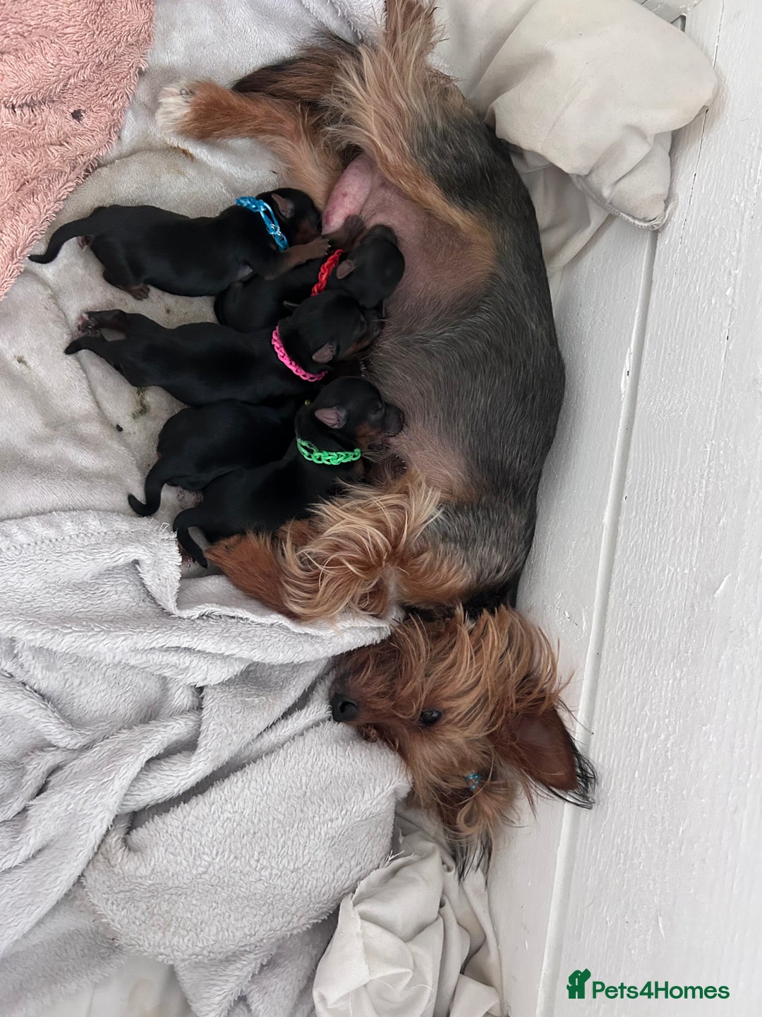 Yorkshire Terrier dogs for sale: Tiny Yorkshire Terriers - Image 7