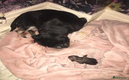 Mixed Breed dogs for sale: Pugpoms  - Image 5
