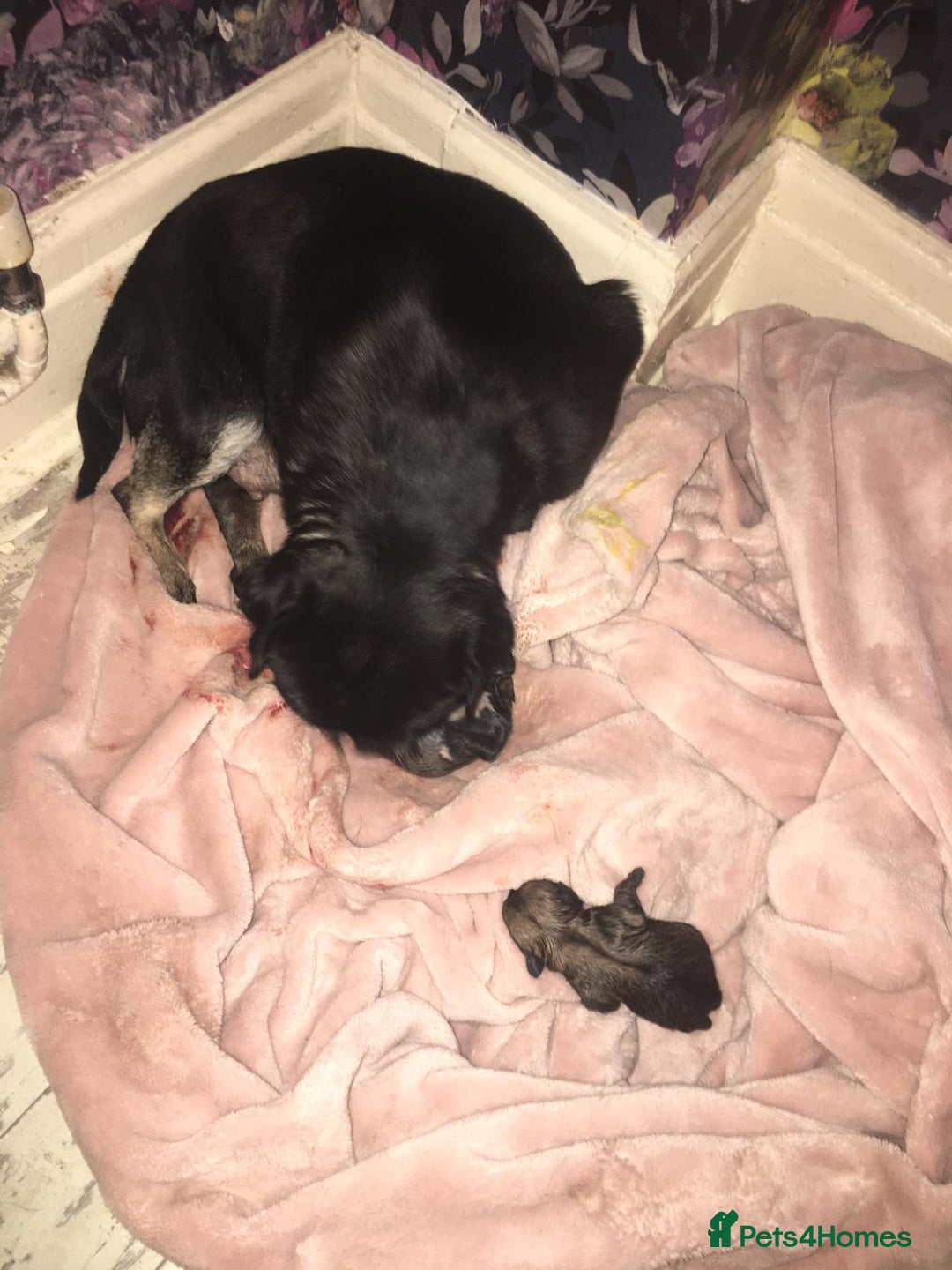 Mixed Breed dogs for sale: Pugpoms  - Image 5